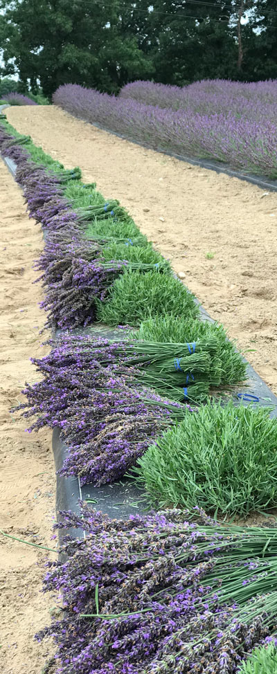 harvested lavender