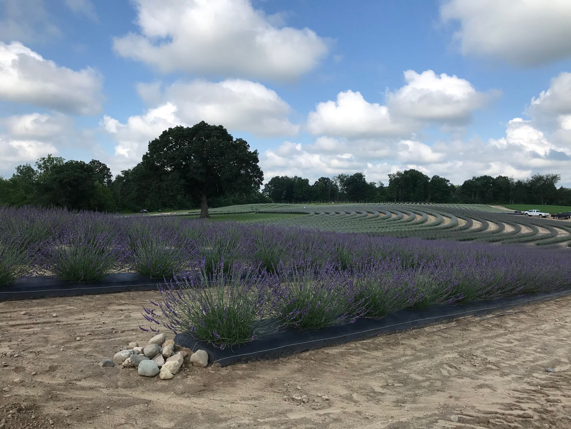 Ocimeae Lavender Farm in the Summer